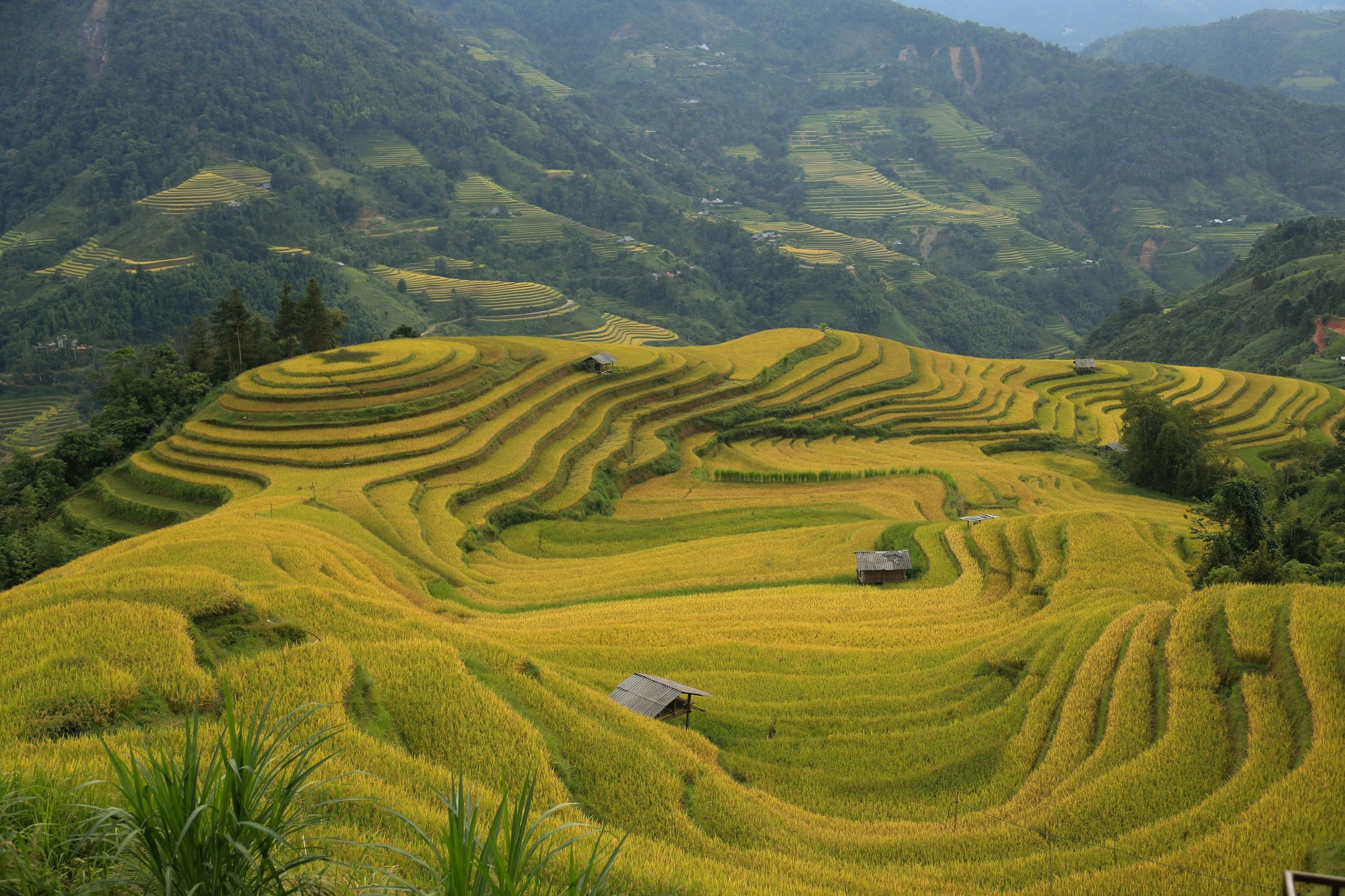 Golden rice terraces stepping down a mountain valley in northern Vietnam